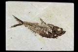 Fossil Fish Plate (Diplomystus) - Wyoming #111258-1